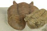Rare Estoniops & Asaphus Lesnikova Trilobites - Russia #191295-6